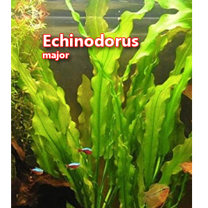 Echinodorus major 